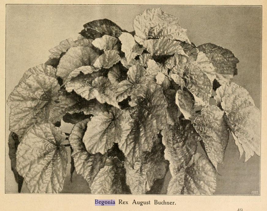 B. ‘Auguste Buchner’